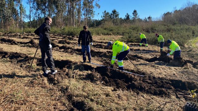Plantación del programa de Ecoembes y la Xunta de Galicia.