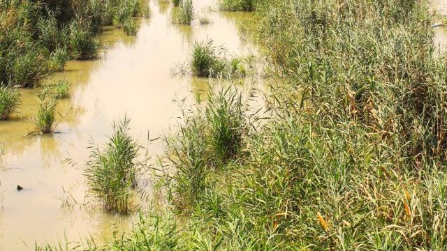 La desembocadura del río Segura en Alicante.