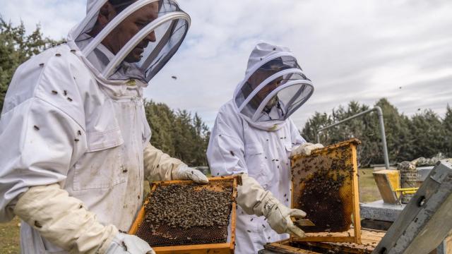 Los investigadores del Centro Apícola de Marchamalo (Guadalajara) que participan en el ensayo de la primera vacuna para abejas.