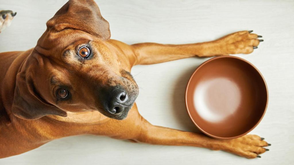 Esta es la píldora que podría alargar la vida de los perros
