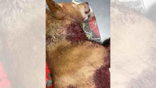 Imagen de Solpor en la clínica.