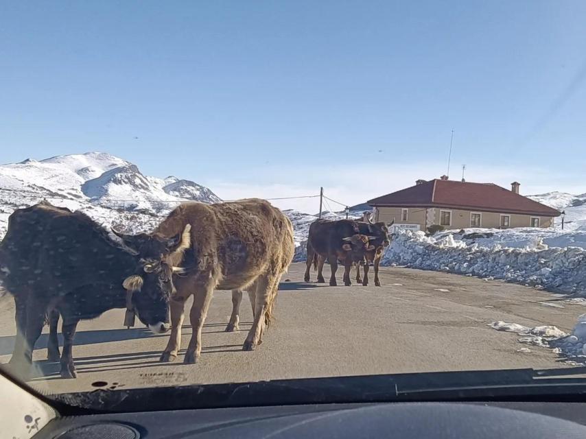 Calderón publicó esta foto en su encuentro con ganado en las carreteras de Palencia
