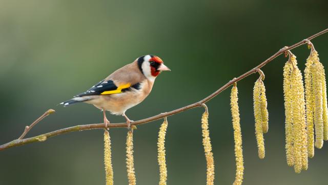 Imagen del jilguero europeo.