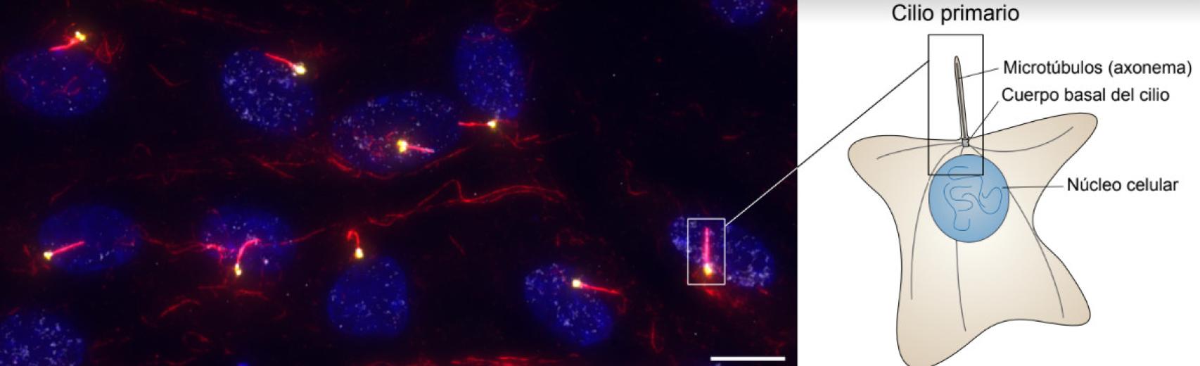 Imagen de la investigación que desarrolla el Instituto de Biología Molecular de Barcelona (IBMB-CSIC).
