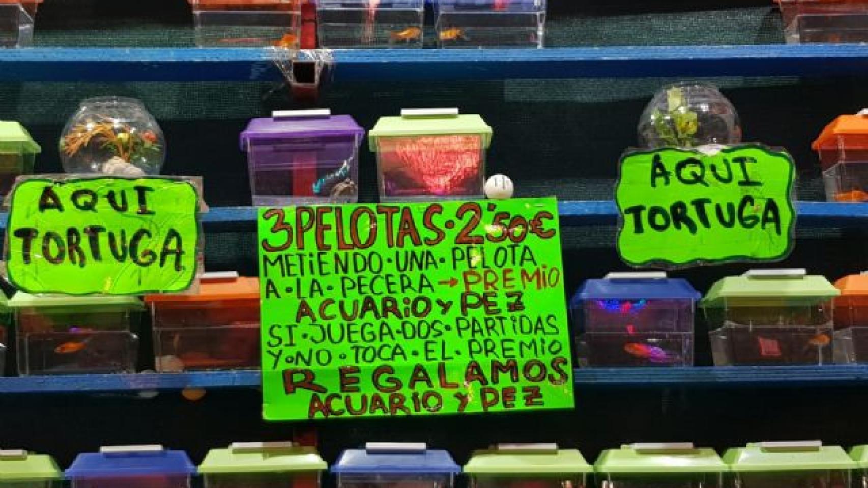 Diversos premios con animales en una feria ambulante.
