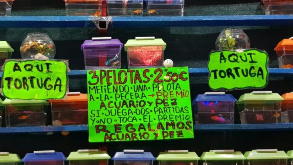 Diversos premios con animales en una feria ambulante.
