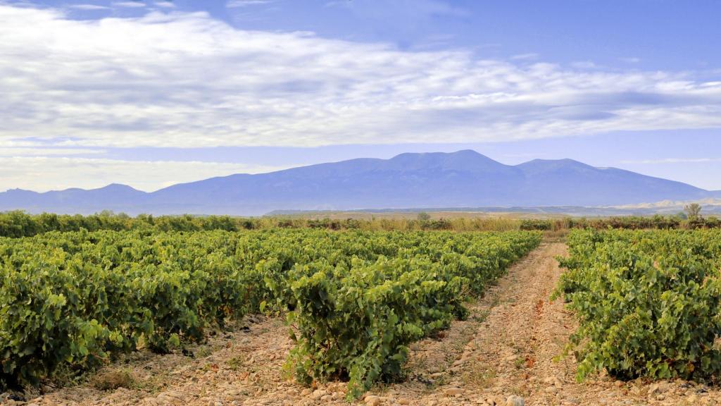 Vistas del Moncayo desde la Finca Cantera Santa Ana y sus vides.