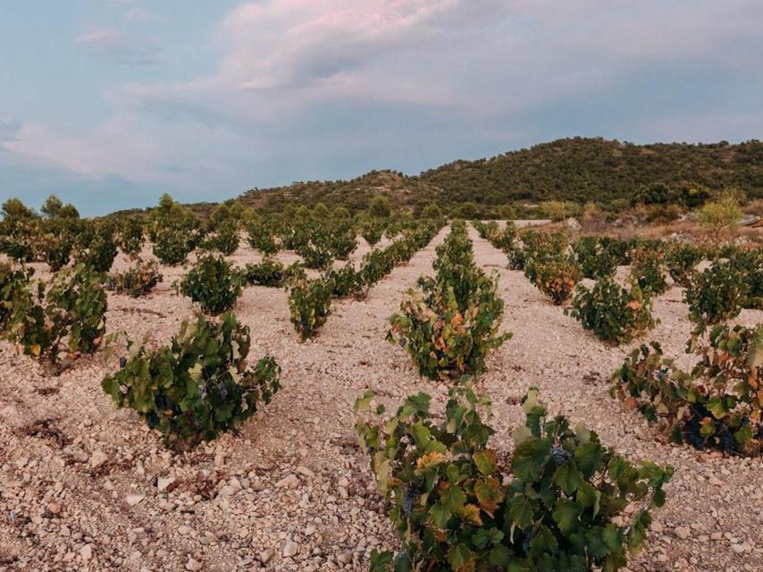 Viñedo de Vael Wine en Jumilla