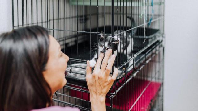 Una mujer acariciando a un gato