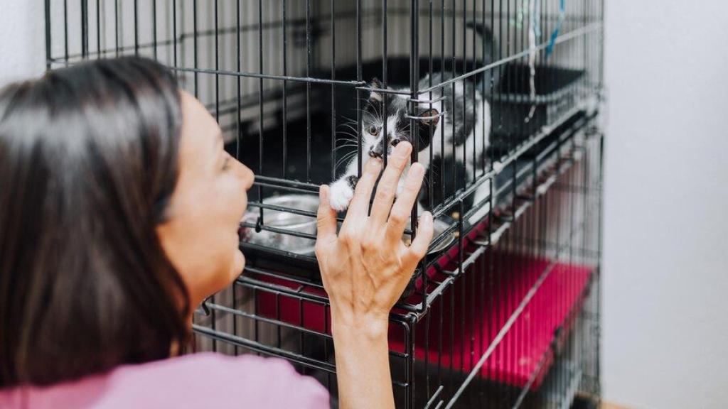 Una mujer acariciando a un gato