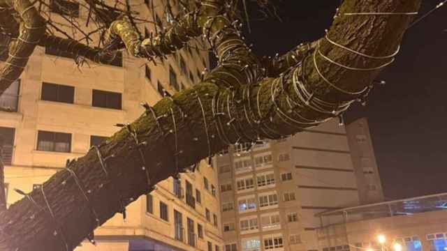 Luces de Navidad instaladas en un árbol de Rosalía de Castro.