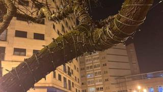 Luces de Navidad instaladas en un árbol de Rosalía de Castro.