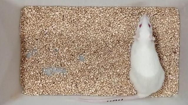Sima es una Sprague-Dawley, un tipo de rata utilizada para investigaciones en laboratorio.