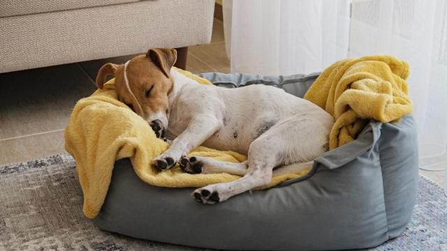 Este el tiempo máximo que tu perro se puede quedar solo, según la Ley del Bienestar Animal