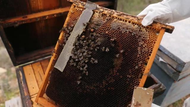 Vídeo del proyecto Smart Green Bees que se desarrolla en los Montes de Málaga.