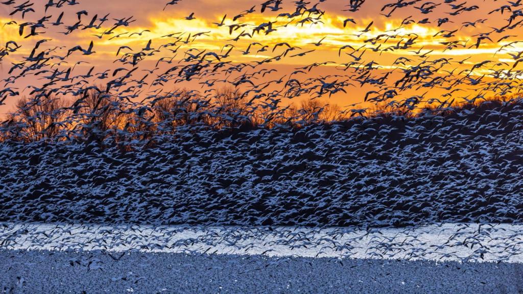Una bandada de gansos alza el vuelo cerca de Kleinfeltersville, Pennsylvania, Estados Unidos, el 10 de febrero. Foto: EFE/EPA/Jim Lo Scalzo