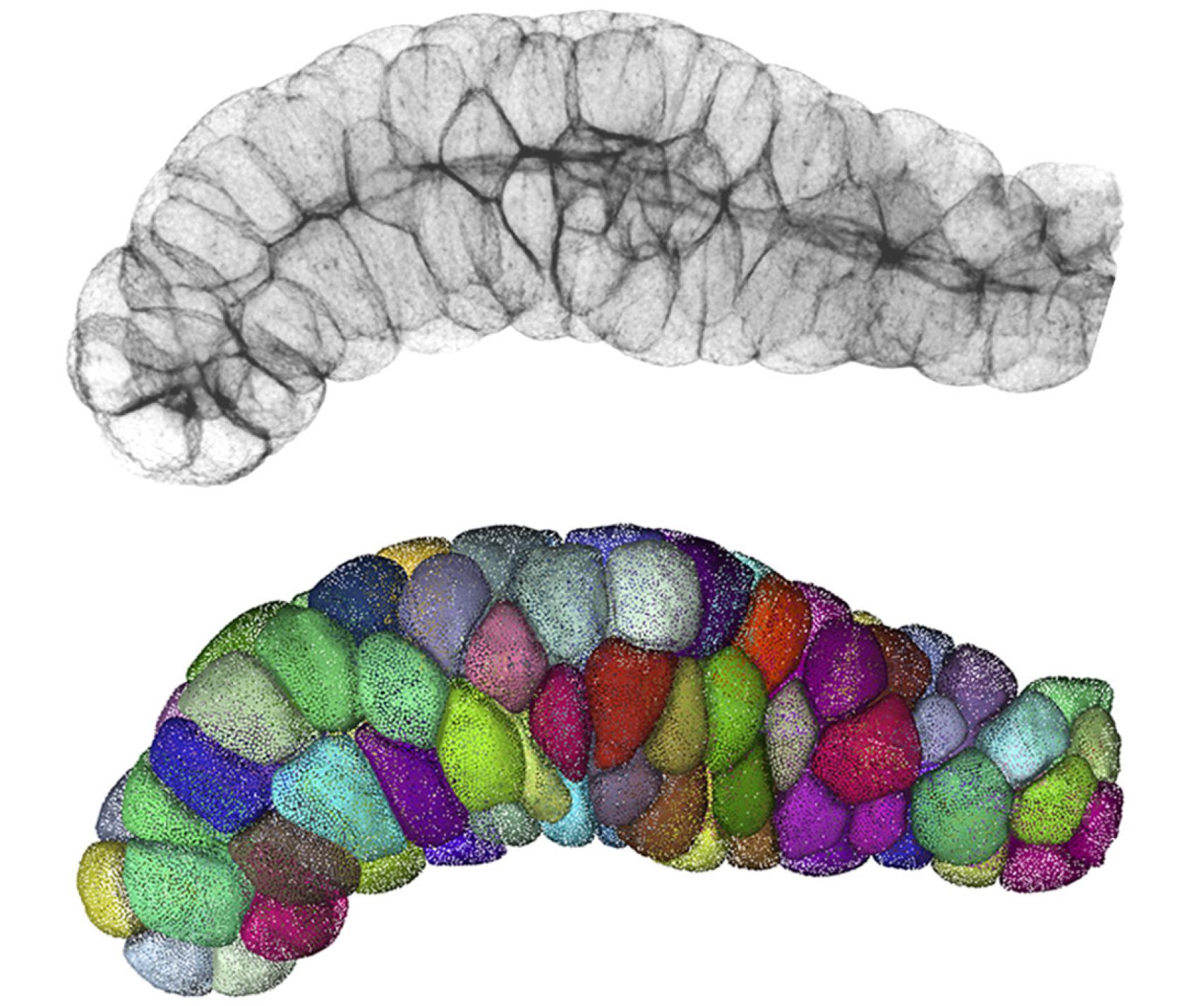 Tejido glandular tubular formado con escutoides.