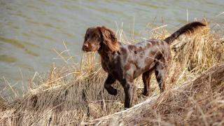 Imagen de archivo de un perro de caza.