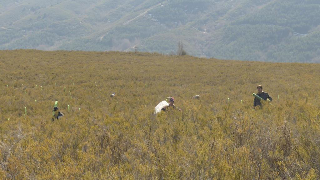 Plantaciones en el monte perteneciente a Anllares del Sil.