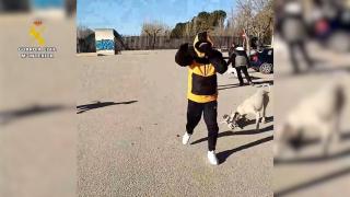 Pillan a los responsables de matar gatos en La Roda (Albacete): soltaban galgos para entrenarlos