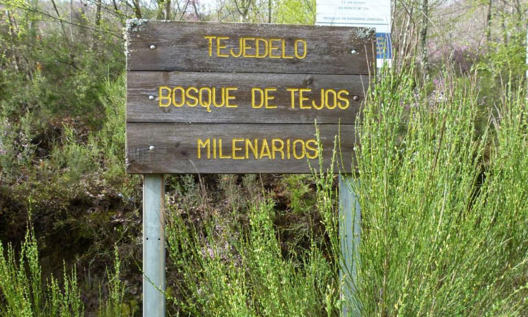 Ruta de los tejos milenarios