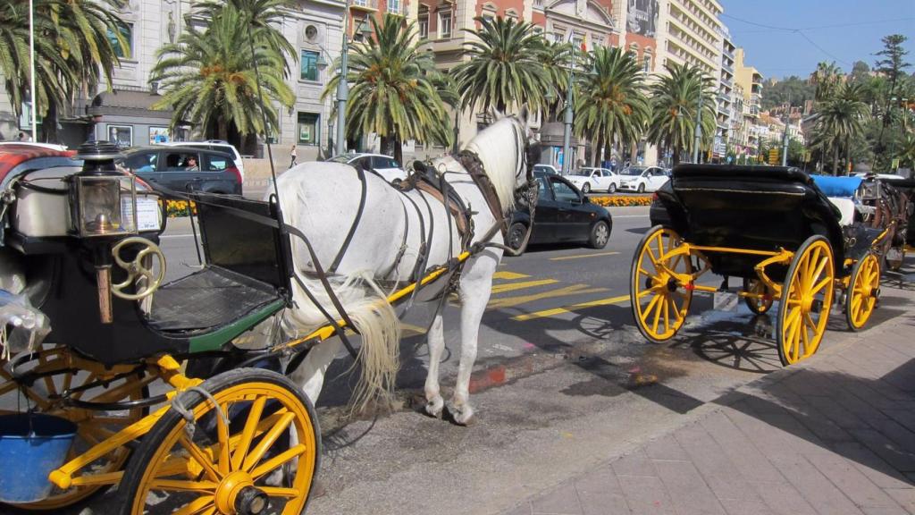 Coches de caballos en Málaga capital.