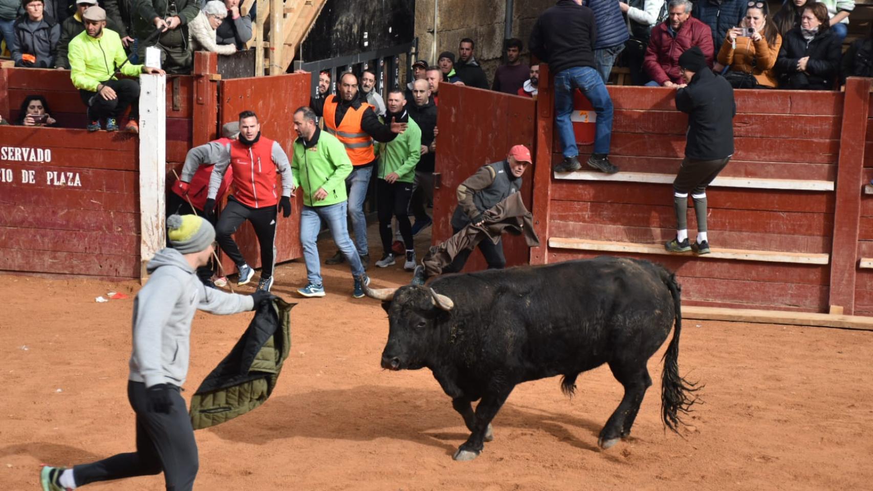 Fotos del encierro y la capea del Carnaval de Ciudad Rodrigo