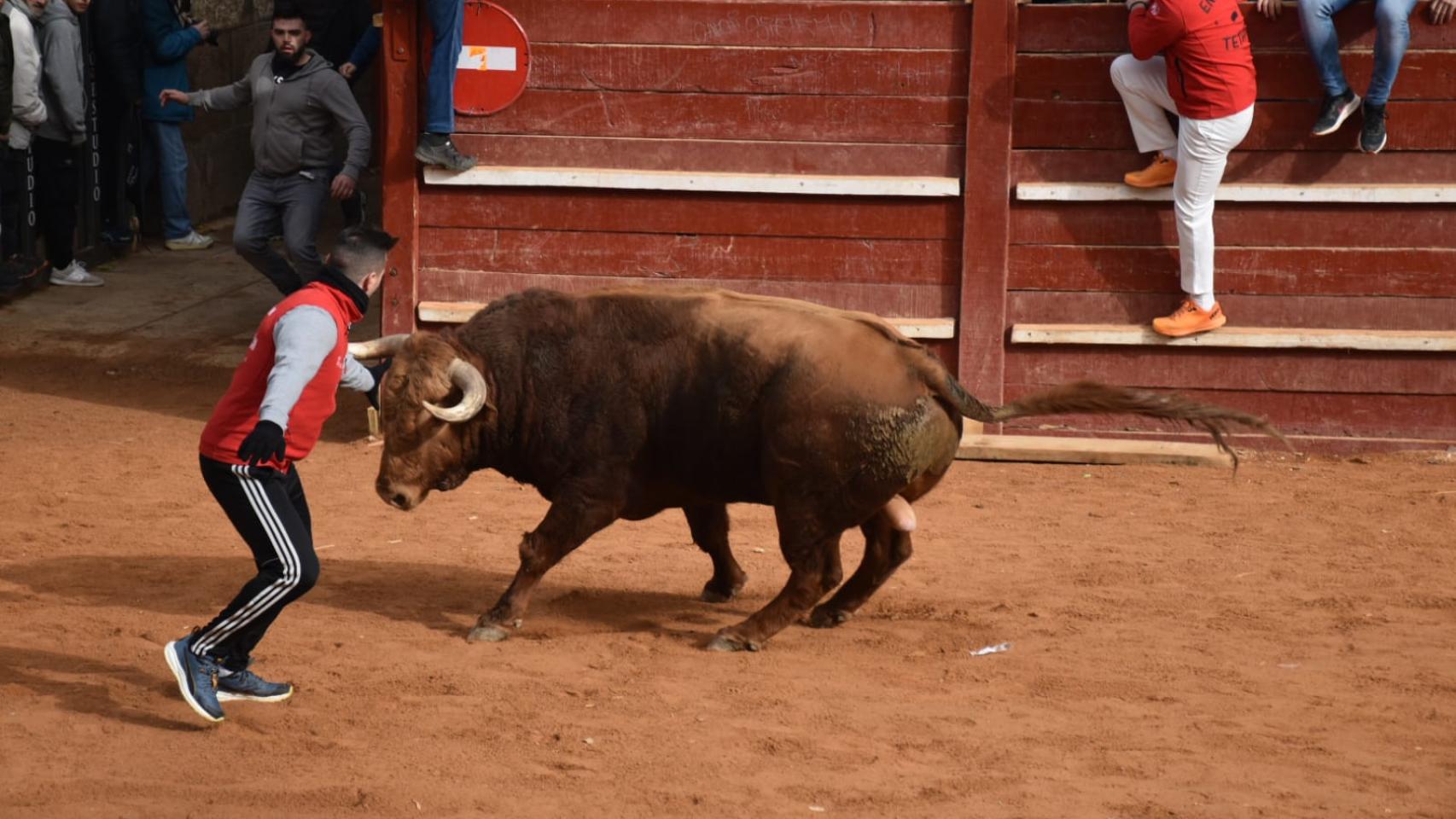 Imagen del encierro de Ciudad Rodrigo.