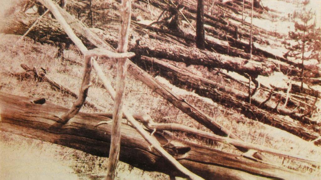 Devastación de Tunguska, la zona donde cayó un asteroide de 50 metros.