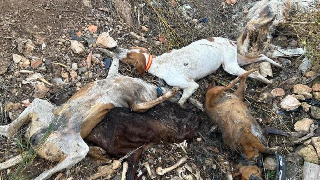 Fosa de animales en Hellín (Albacete). Foto: Coordinadora CLM Antitaurina.