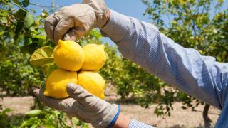 Agricultores de Alicante pierden rentabilidad en el limón por la subida del 55% de costes