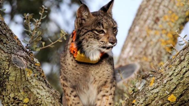 El lince Tempo poco después de ser liberado.