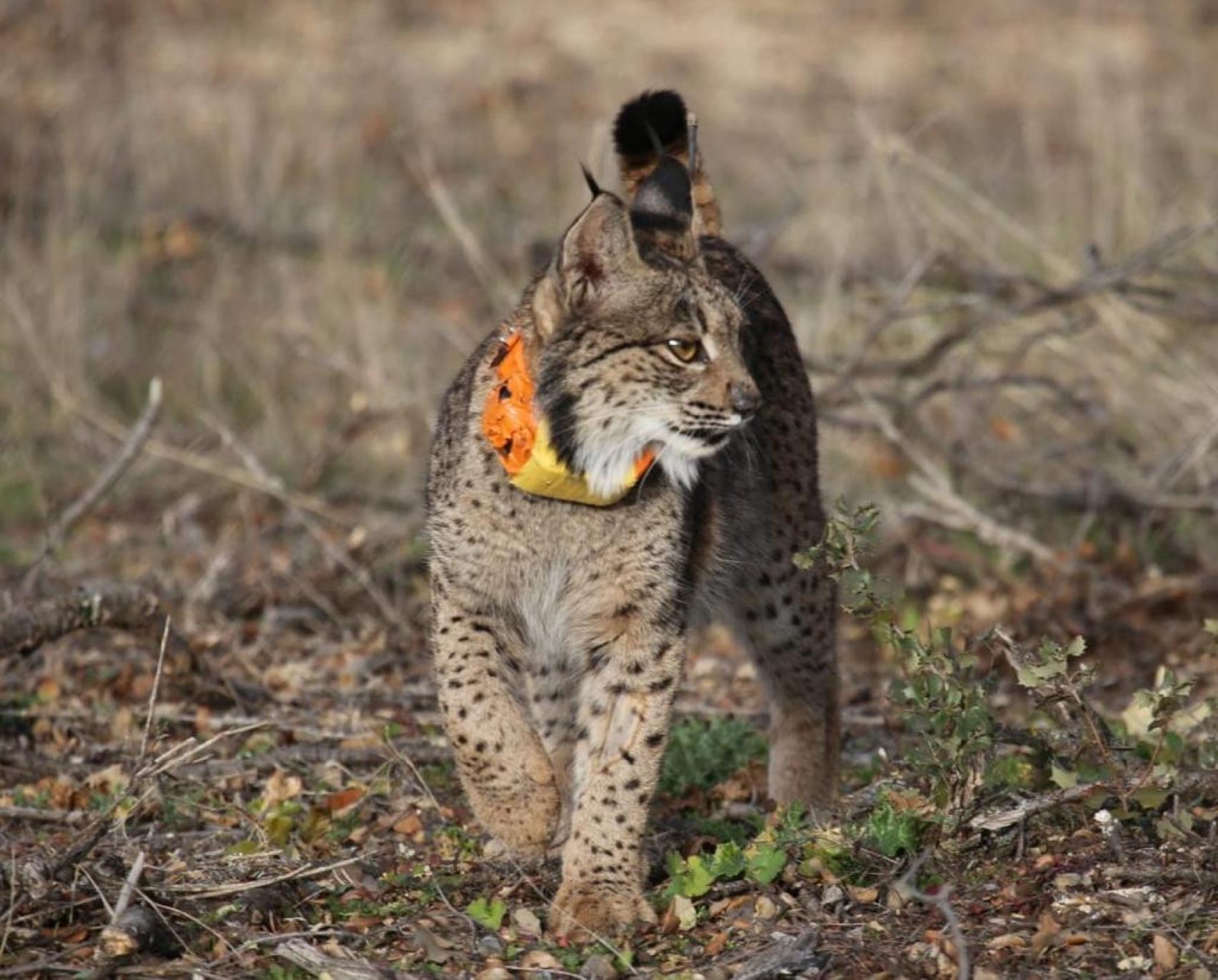 Primeros pasos en libertad del lince Tempo.