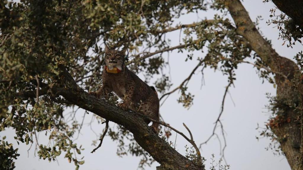 Tempo subido a la rama de un árbol.