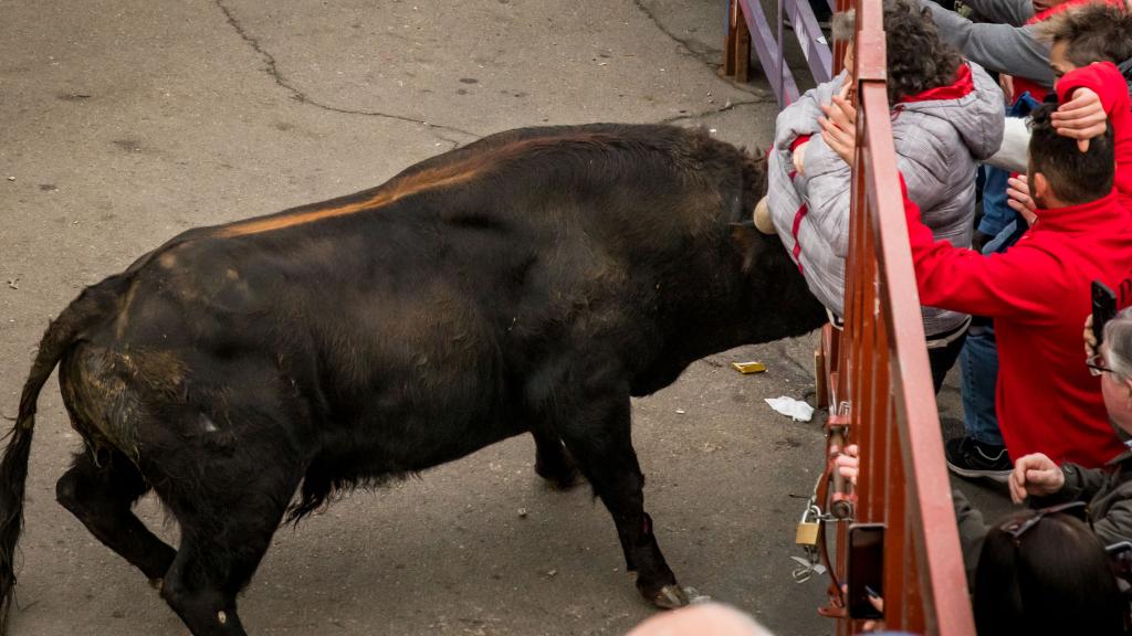 Momento de la cogida de la mujer de 55 años en el Carnaval del Toro de Ciudad Rodrigo