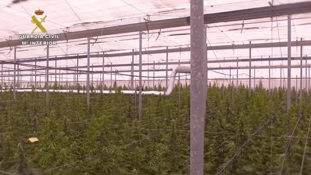 Una plantación de marihuana intervenida por la Guardia Civil en una operación anterior en Alicante.