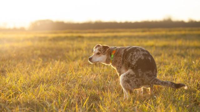 Un perro defecando en el campo. EE