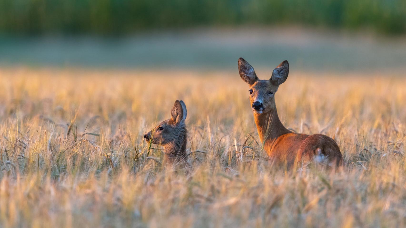 Complejo de Bambi: el famoso y peculiar trastorno con nombre de cuento de Disney