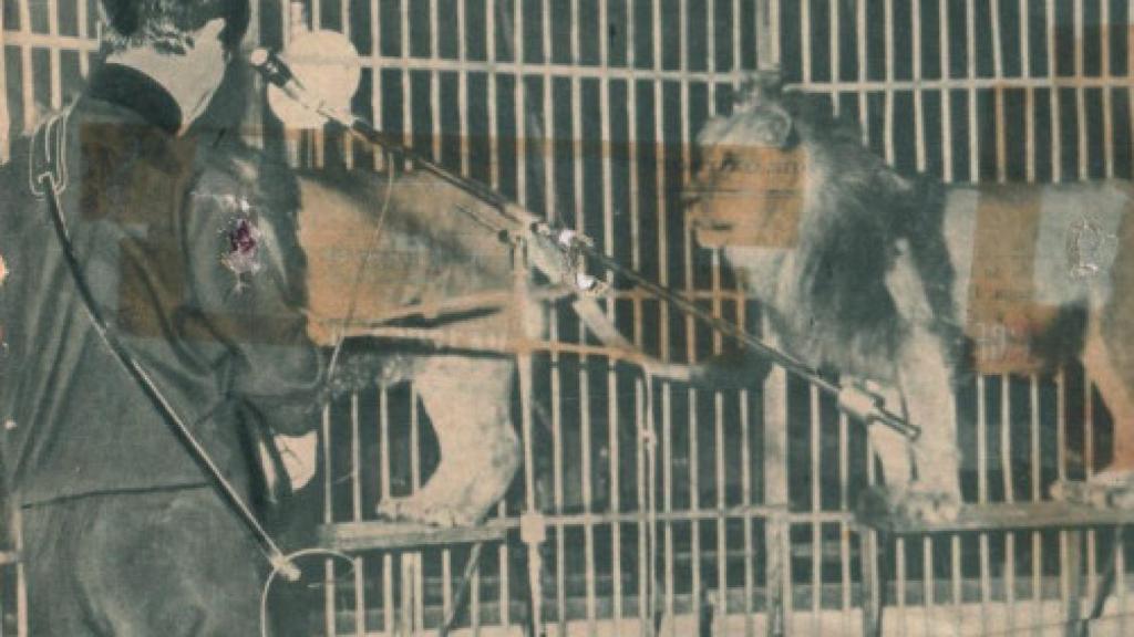 Kurt Savoy en 1964, durante su espectáculo en Ciudad Real en una jaula llena de leones