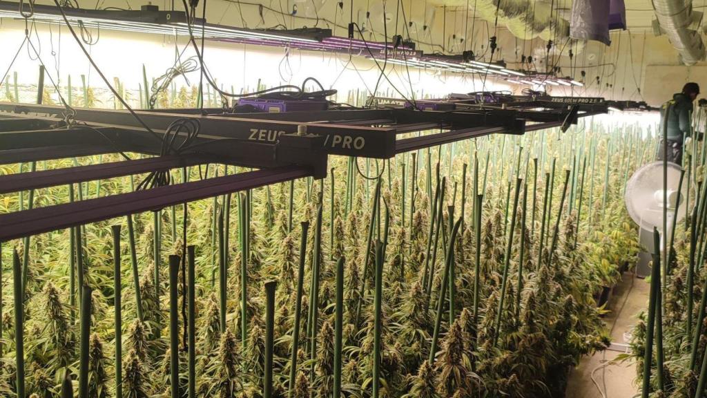 Imagen de la plantación facilitada por la Guardia Civil