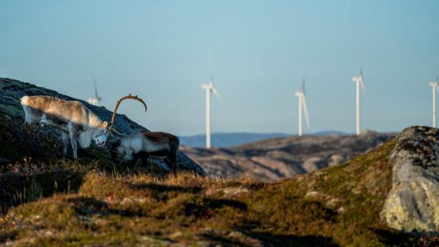 Dos renos frente al macroparque eólico de la región noruega de Fosen.