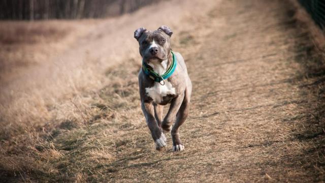 Una mujer muere en Valencia por el ataque de un pitbull sin chip que le destrozó los brazos