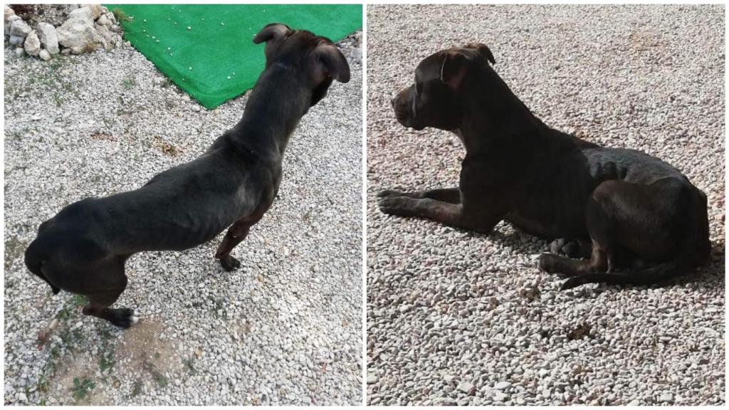 Fotografías de Chocky realizadas por Anne antes de sufrir su feroz ataque. EE