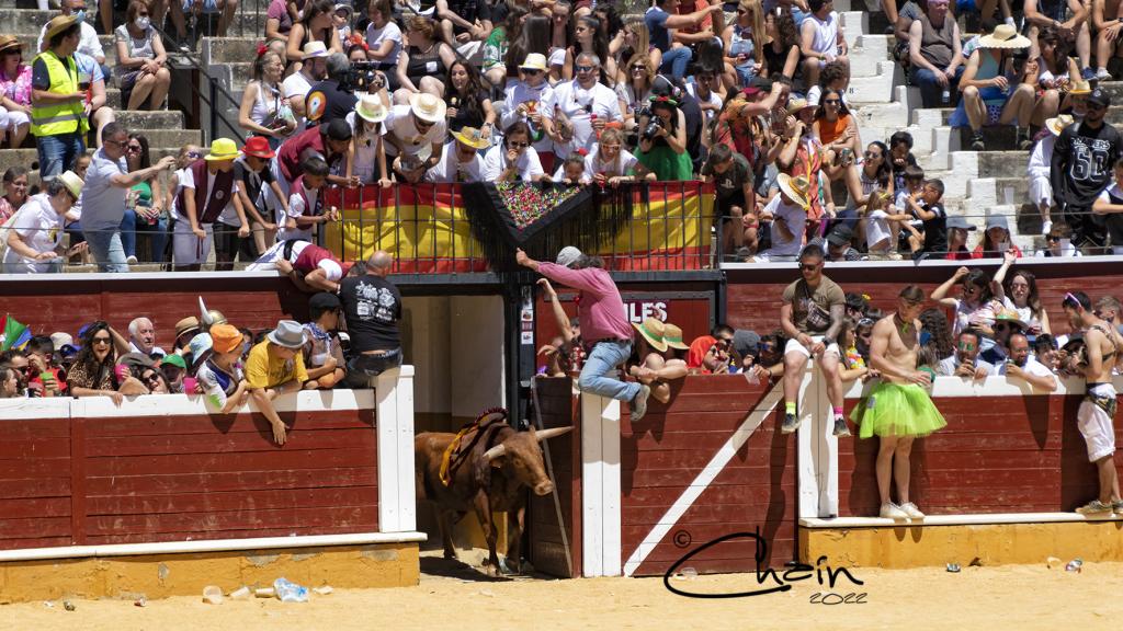 Salida el ruedo de un novillo el Viernes de Toros – Plaza de Toros de Soria 2022