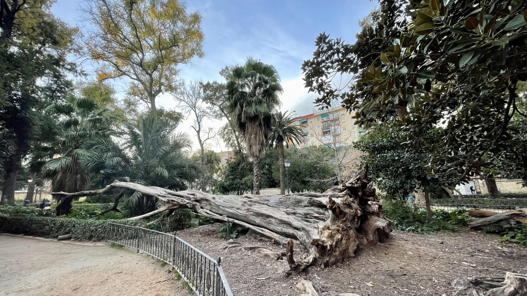 El ficus que se vino abajo en 2018 en el parque de Ayora tras un temporal.