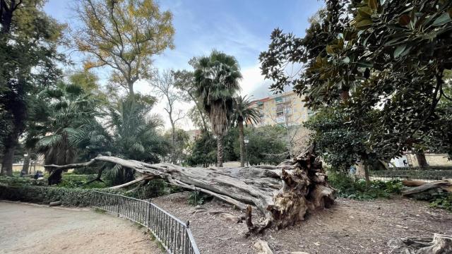 El ficus que se vino abajo en 2018 en el parque de Ayora tras un temporal.