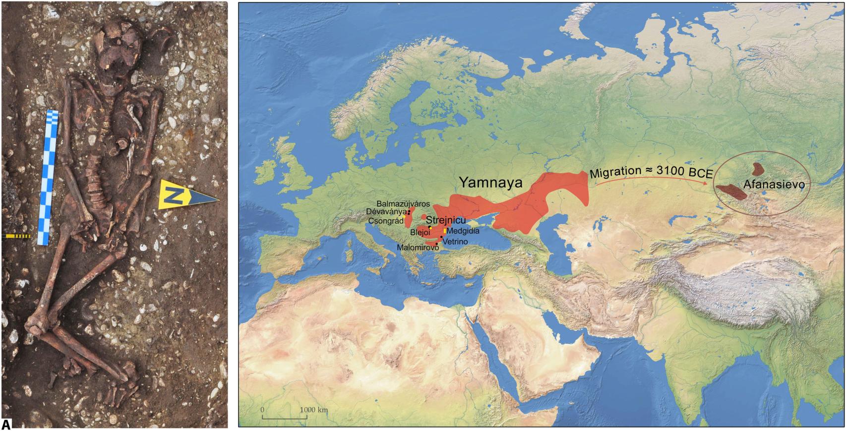 Individuo hallado en Strejnicu y mapa de la migración de los yamnayas.