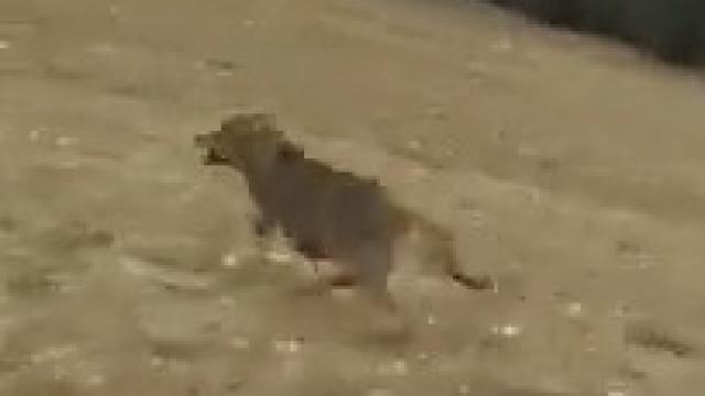 PACMA anuncia medidas legales contra el cazador que persiguió a una manada de lobos con un todoterreno