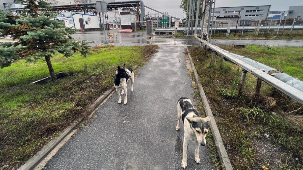 Perros en el Nuevo Sarcófago Seguro (NSS, por sus siglas en inglés).