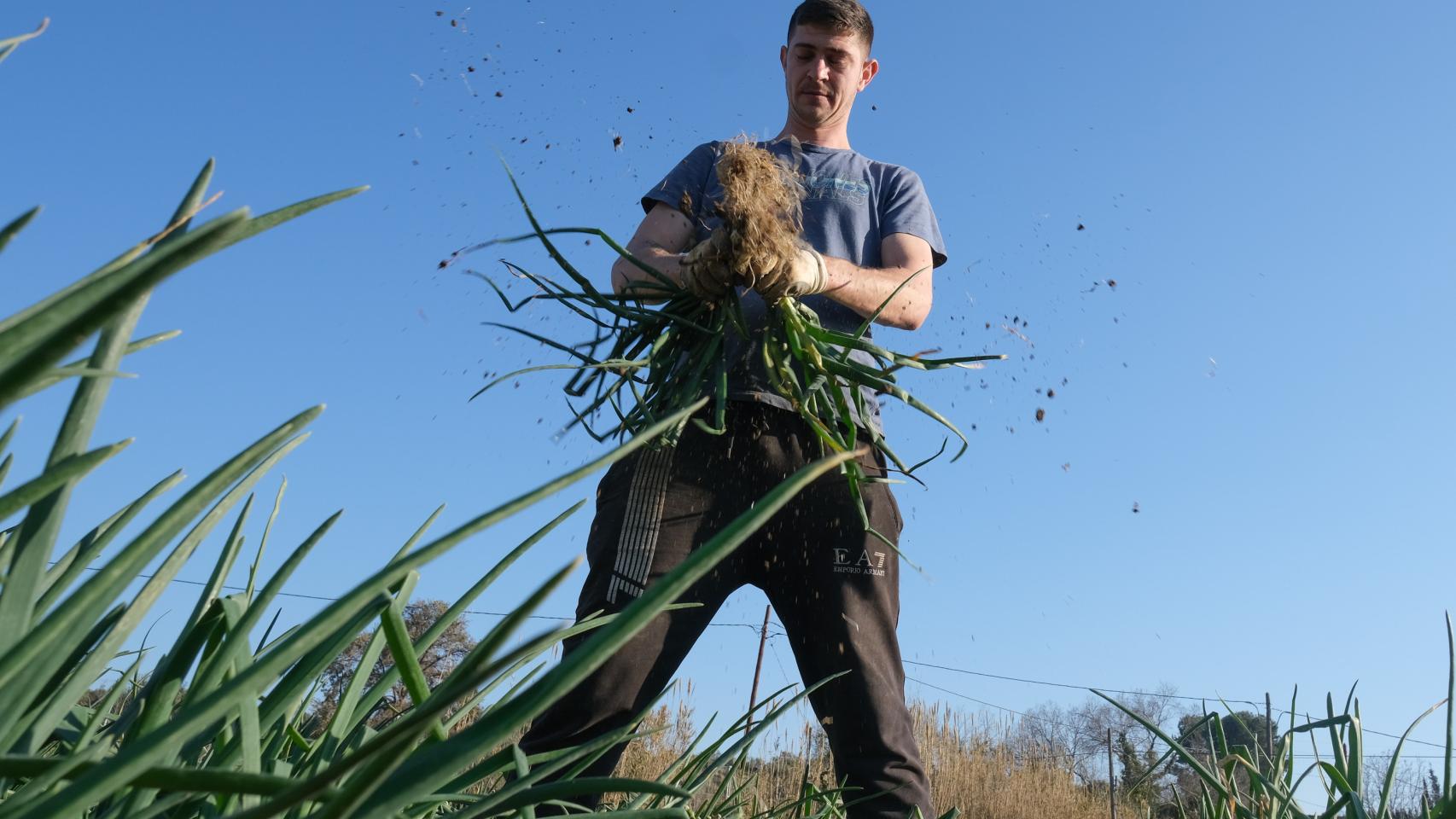 Un agricultor recolecta 'calçots’ en una plantación de Maspujols.